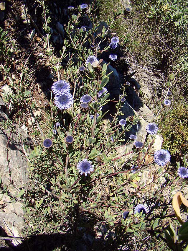 Globularia alypum